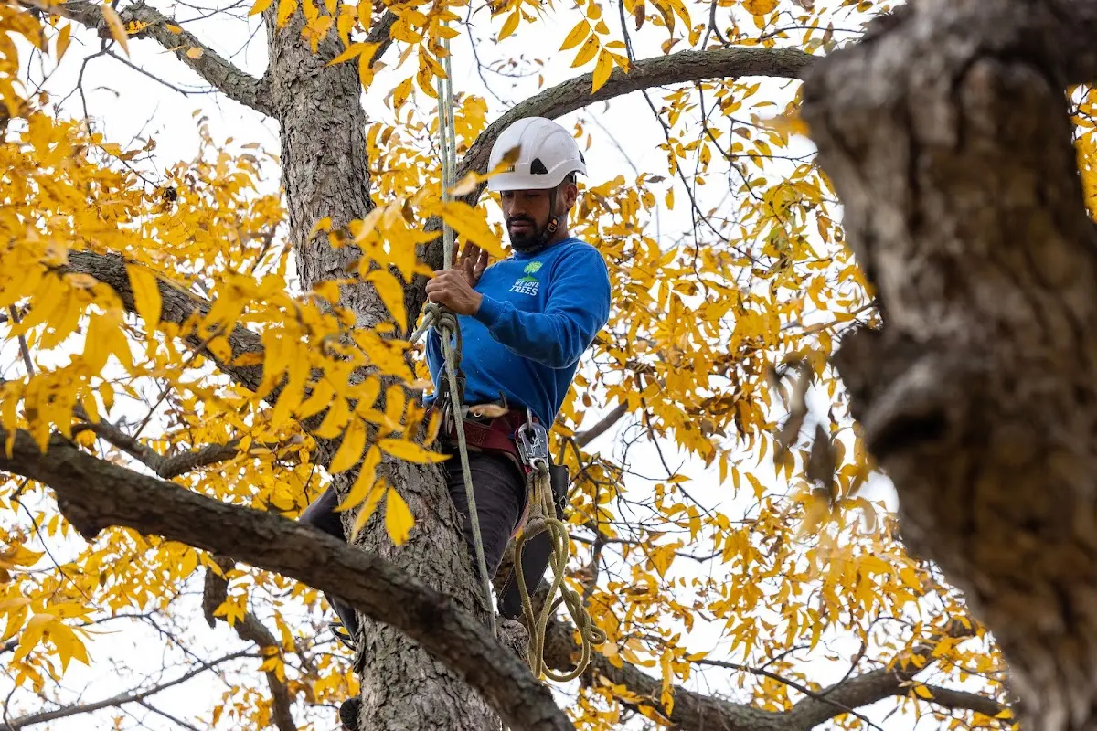 Skilled Storm Damage Cleanup crew working in Ira